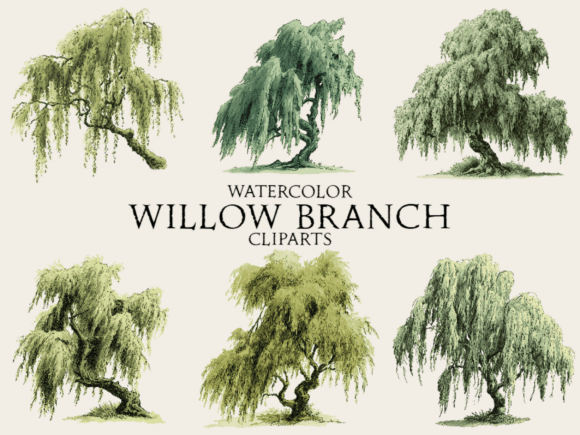 Download Watercolor Willow Branch Clipart - Art Collection